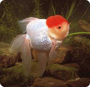 ORANDA - RED CAP - 2.5-3 INCH